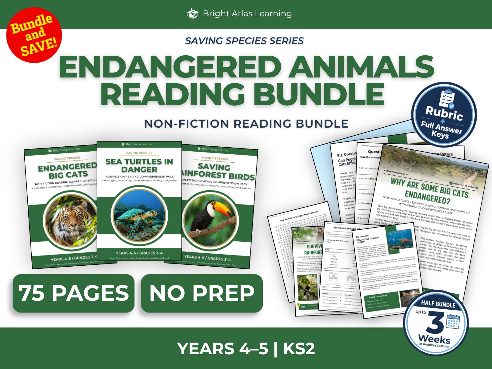 Big Cats, Sea Turtles and Rainforest Birds Reading Bundle | KS2 Years 4–5