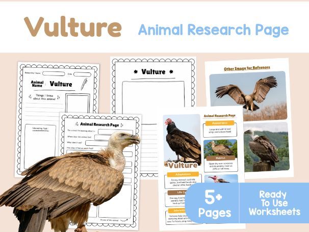 Vulture Animal Research Page | Birds of Prey KS2 Science Worksheets