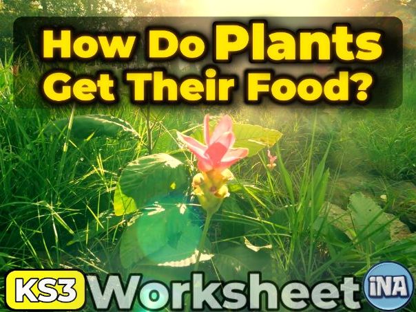 Plant Nutrition - KS3 Biology Complete Worksheet | 100 Marks