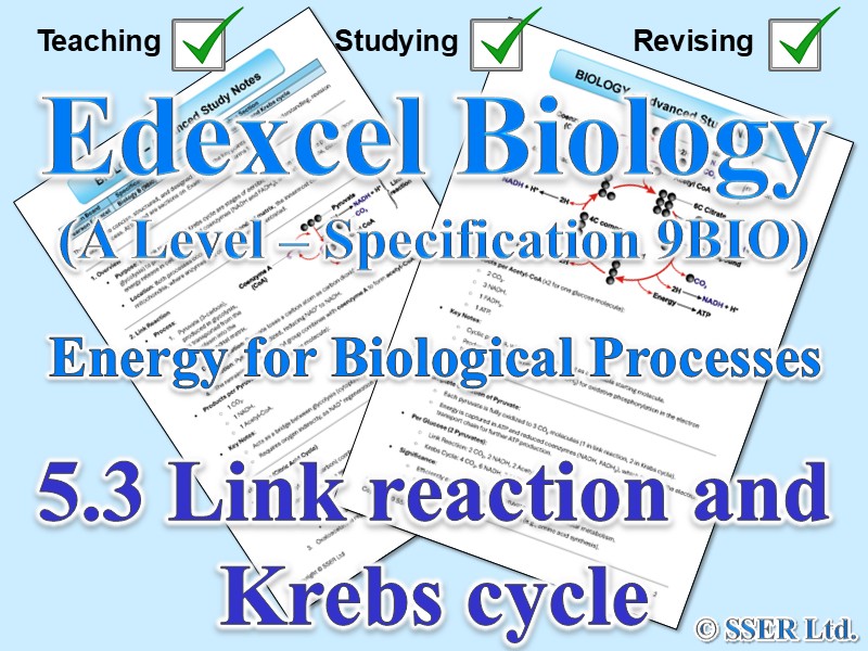 BIOA_EDX Topic Notes: 5.3 Link reaction and Krebs cycle