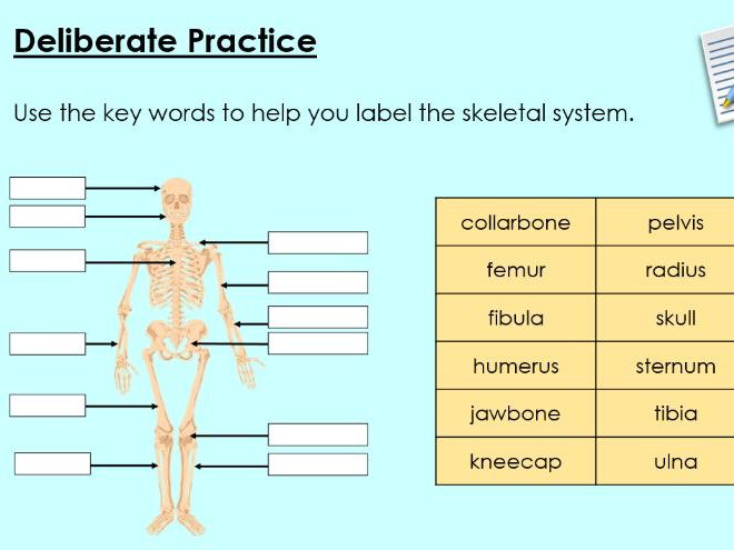 Skeleton - KS3 Activate lesson