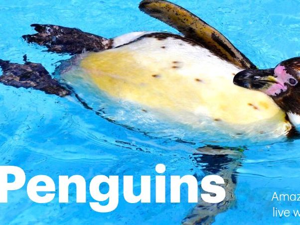 Penguins: Animated Keynote/PPT Presentation, Colorful Science