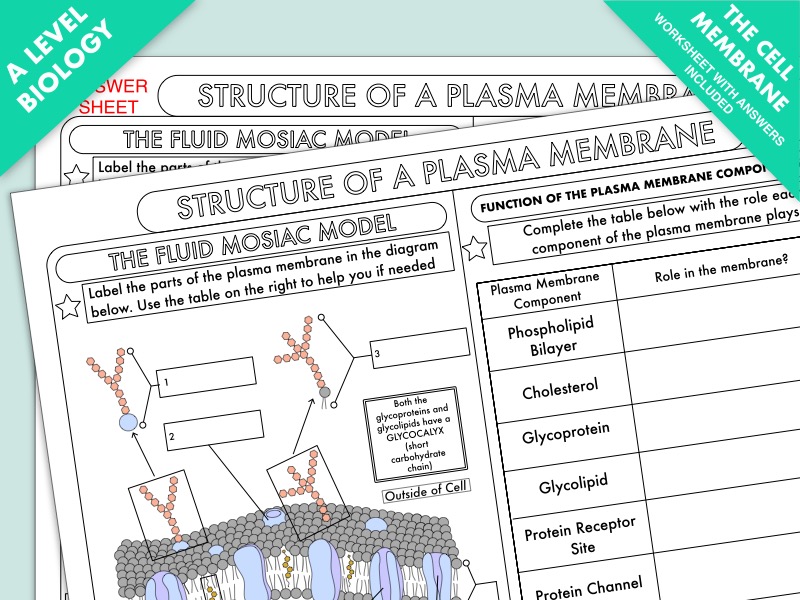 A Level Biology: Cell Membrane Structure Worksheet