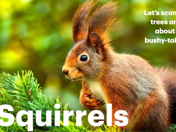Squirrels: Animated Keynote/PPT Presentation, Colorful Science