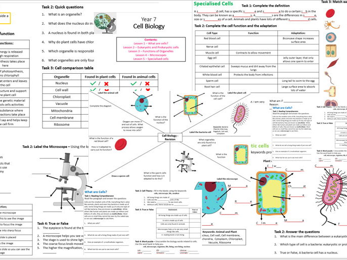 KS3 Cell Biology Bundle / Worksheets, Revision Clock and Answer sheets