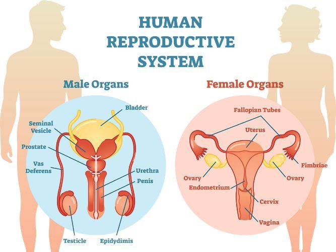 Human reproduction