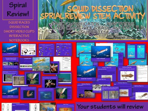 Squid Dissection Spiral Review STEM Activities