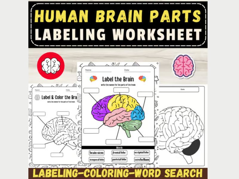 Label the Parts of the Human Brain: Anatomy Activity End of year