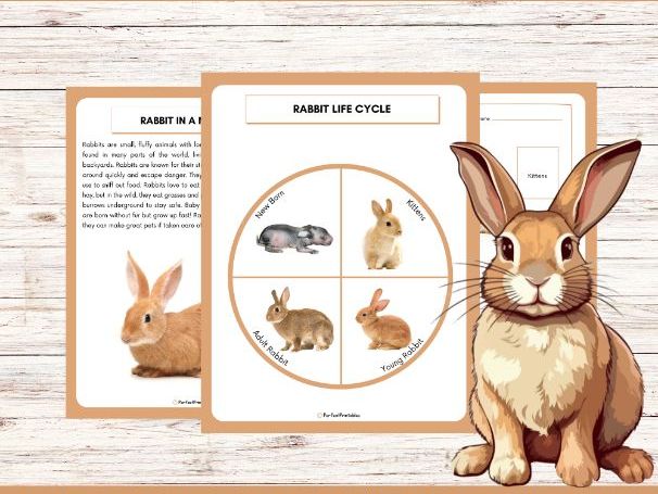 Life Cycle of a Rabbit Worksheet - Animal Science Unit Study With Fun Facts!