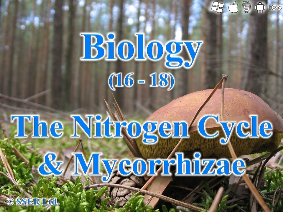BioA_3.5.4 The Nitrogen Cycle and Mycorrhizae