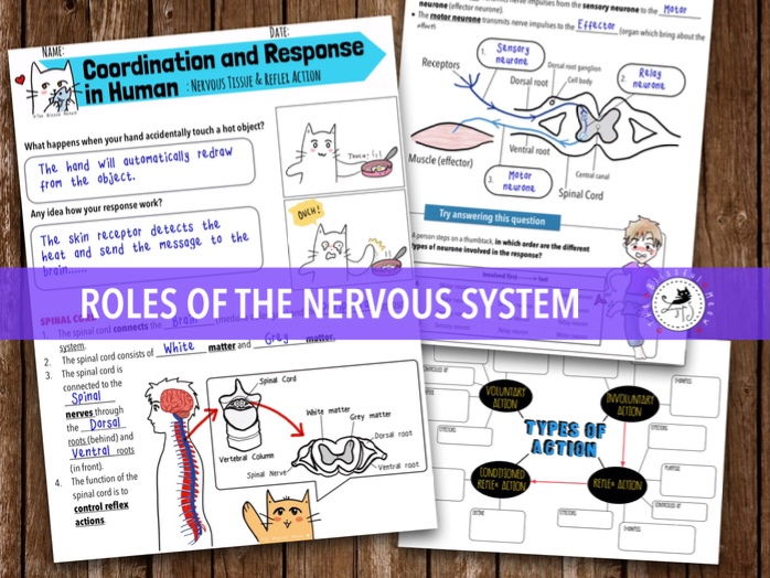 Nervous system - the roles of nervous system  and reflex action