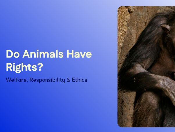 KS3 Ethics: Do Animals Have Rights? | Welfare, Responsibility & Ethics