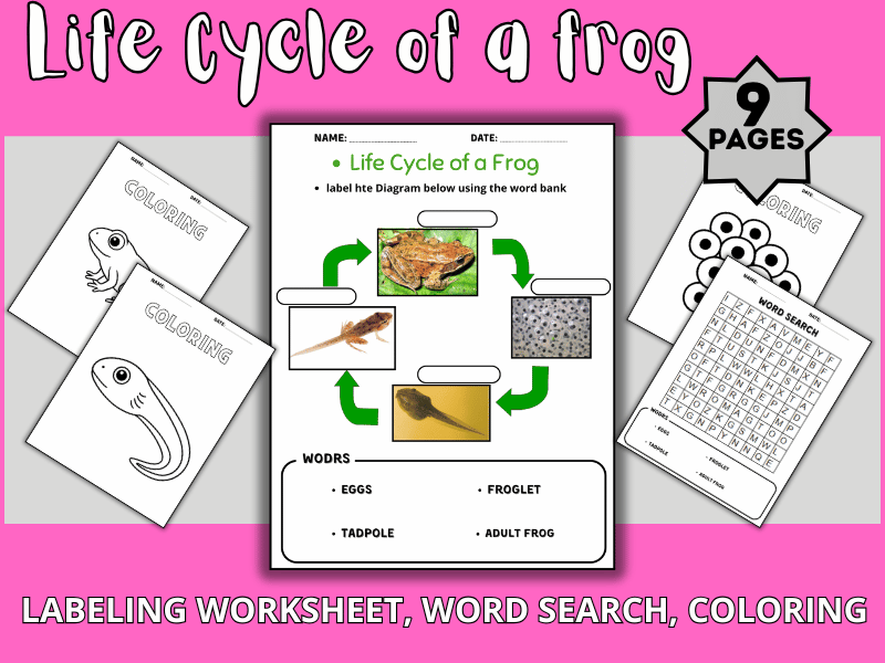Life Cycle of a frog/worksheets