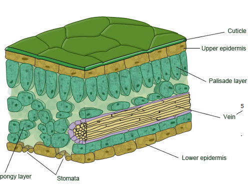 iGCSE Biology - 6.2 Leaf structure