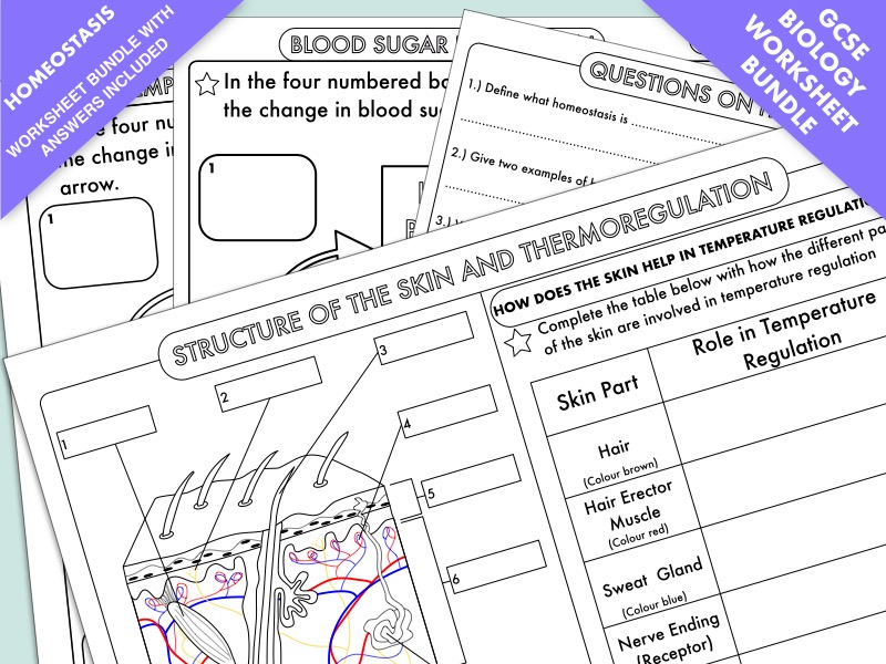 GCSE Biology: Homeostasis Worksheet Pack