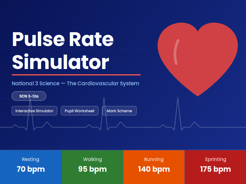 Pulse Rate Simulator & Investigation — National 3/BGE Science (Interactive)
