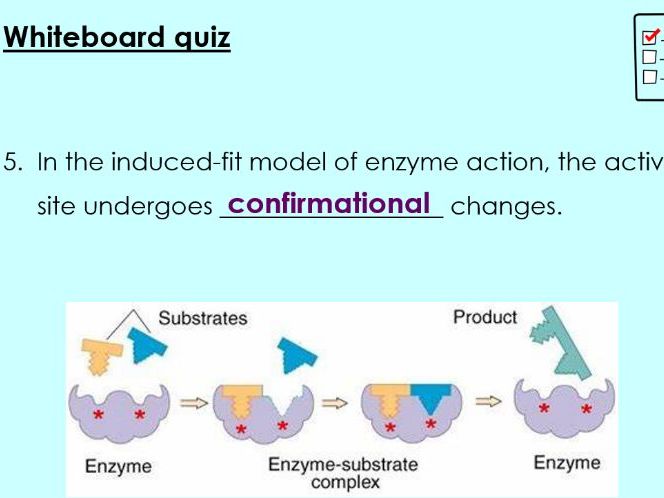 OCR A - A Level Bio, Mechanisms of enzyme action (2.1.4 c)