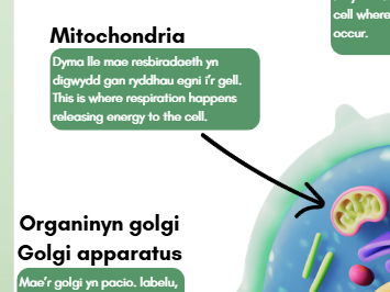 Eukaryotic cell poster. Welsh/English