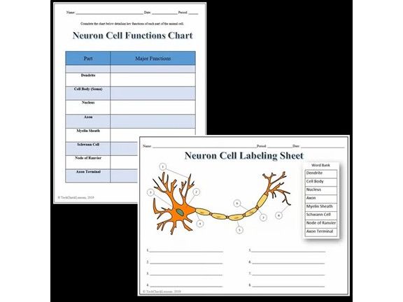 Neuron (Nerve Cell) Labeling & Functions Worksheet - Science | Biology