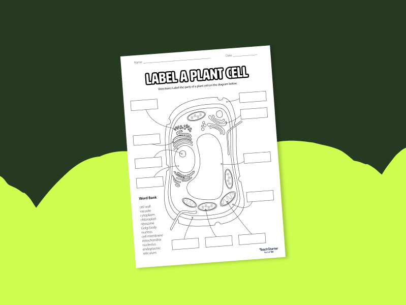 Plant cell diagram worksheet