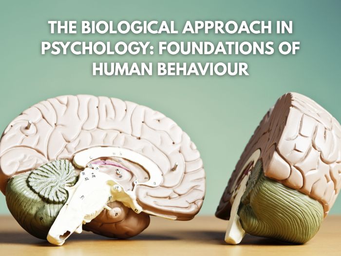 The Biological Approach in Psychology: Foundations of Human Behaviour