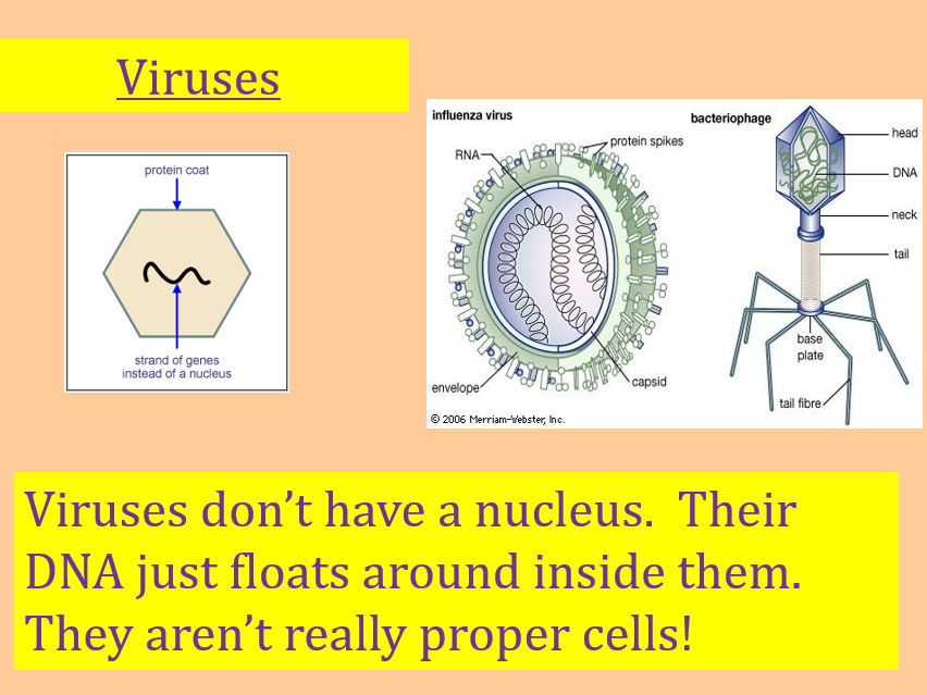 Viruses [Identifying Organism Year 7]