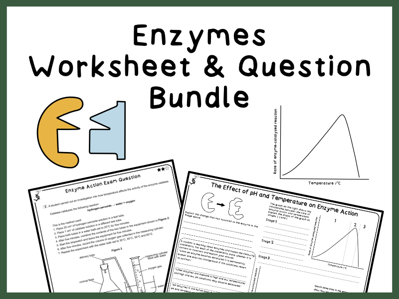 Enzymes | GCSE Biology