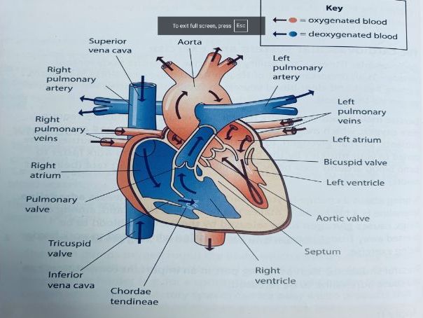 GCSE PE: Lesson 12: Cardiovascular system