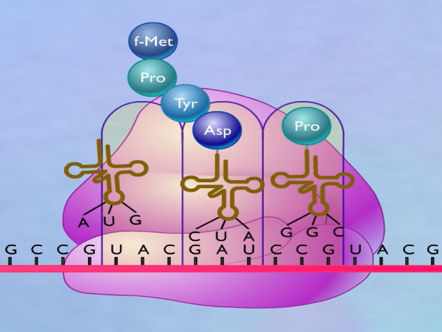 A Level Biology: Protein Synthesis Lesson (PPT, 5 Videos & Translation Cut-and-Stick Activity)