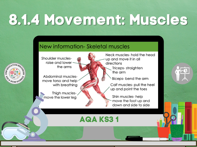 8.1.4 Movement muscles (AQA KS3 1) Teaching Resources
