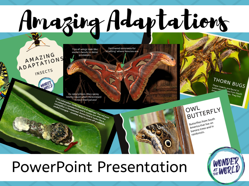 Insect Adaptations PowerPoint KS2 Teaching Resources