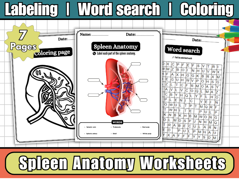 Spleen Anatomy Worksheet-Spleen Labeling Diagram,Coloring & Word Search-Human Body Science KS3–KS4