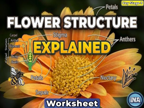 Flower Structure - KS3 Biology Worksheet
