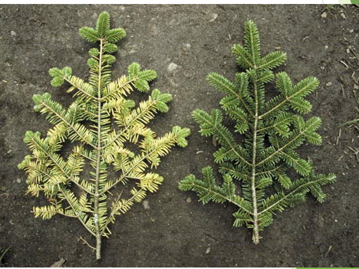 GCSE English Lit Comparison Unseen Poetry Interview Lesson (The Environment)