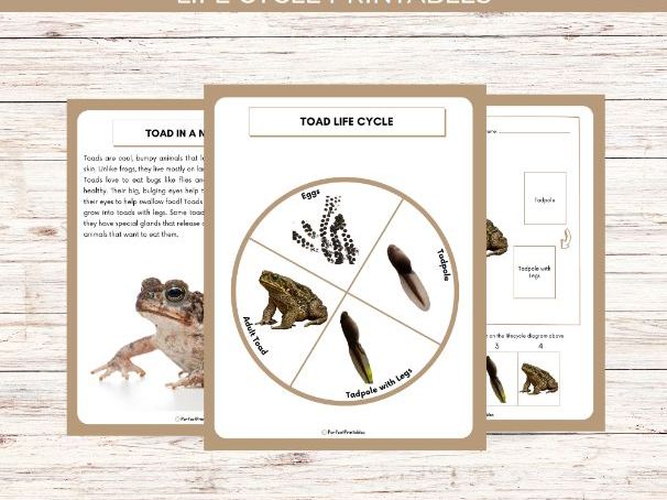Life Cycle Of a Toad Worksheet - Animal Science Unit Study With Fun Facts!