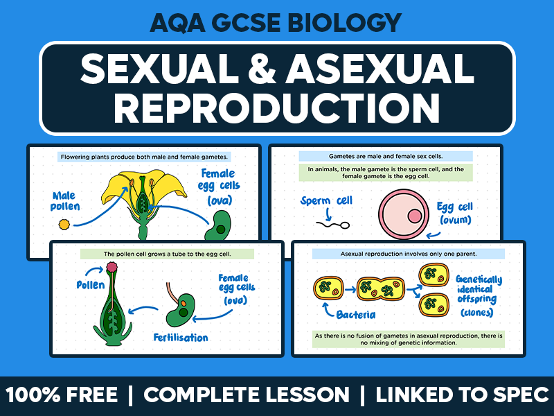 GCSE AQA Biology Complete Lesson - Sexual and Asexual Reproduction