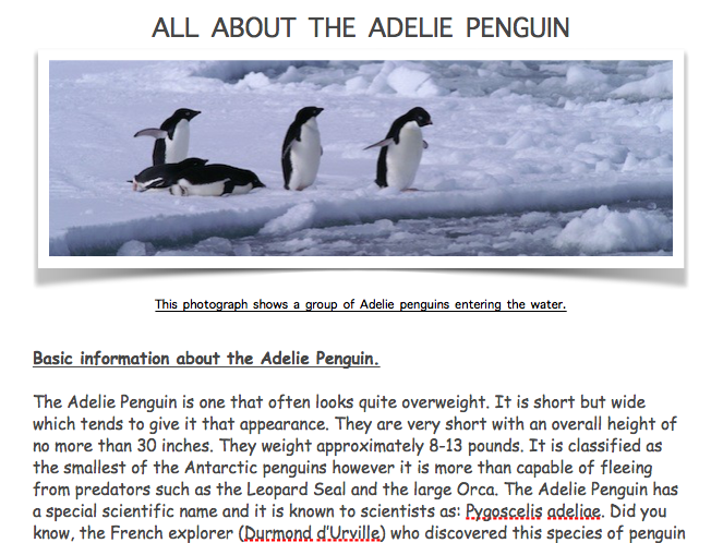 Information Text Penguin