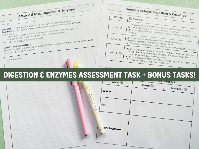 GCSE Biology Digestion & Enzymes Assessment Task