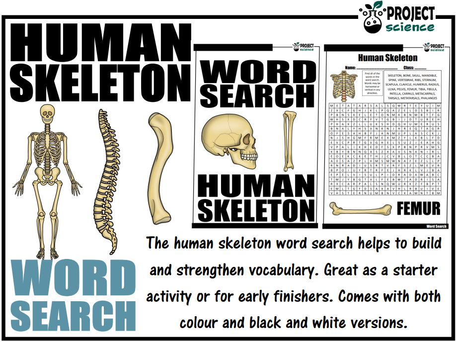 Human Skeleton Word Search