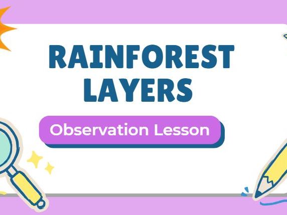 Rainforest Layers Observation Lesson | KS3 Geography | Habitat Preservation