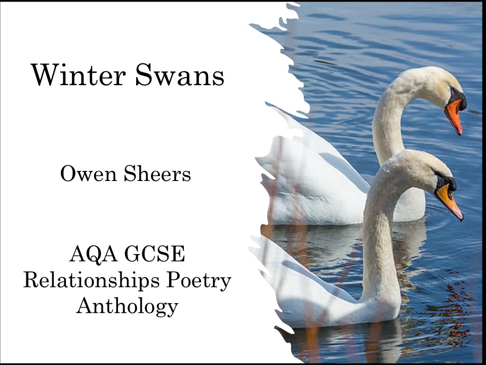 Winter Swans