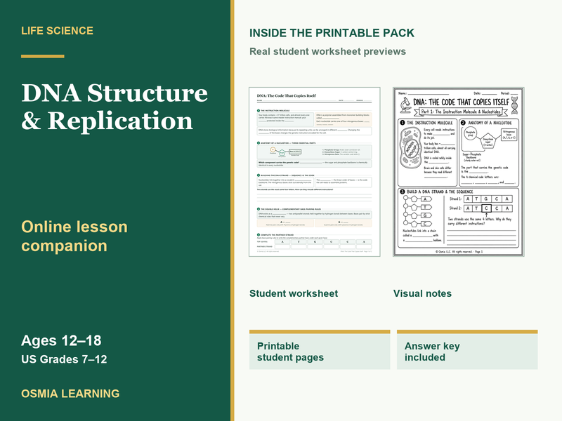 DNA Structure & Replication Companion Worksheet | Life Science Lesson