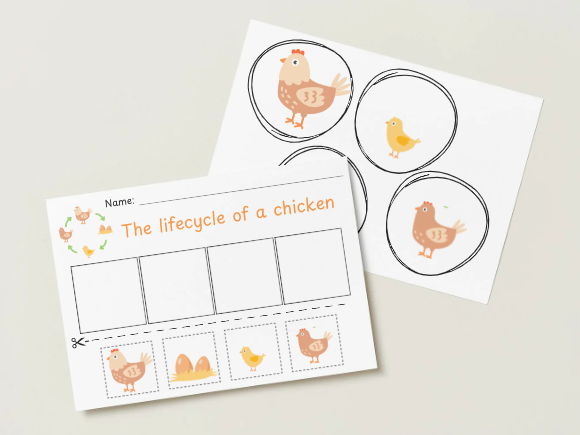 Life Cycle of a Chicken Activity Pack