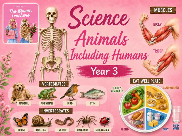 Year 3 Science - Animals Including Humans