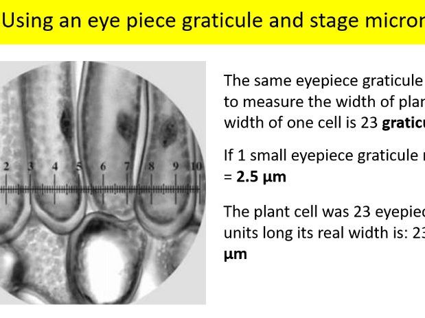 Practical A-Level Biology: Looking at Mitotic Cells including PAG 1.1  (Microscopy & Mitotic Index)