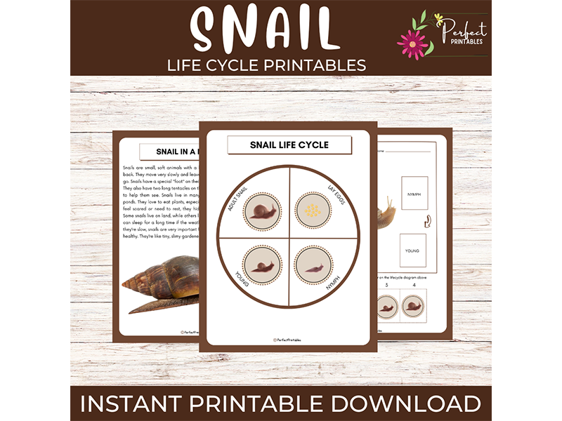 Life Cycle of a Snail Worksheet | Animals Unit Study With Fun Facts!
