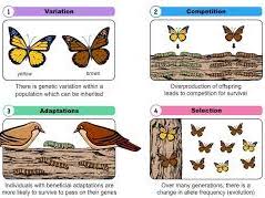 A Level Biology - Variation (Selection and Evolution)