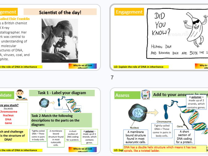 DNA and the genome KS3 Science