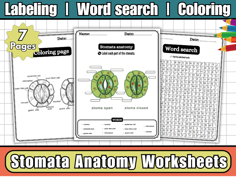 Stomata Anatomy-Labeling Diagram Worksheets,Word Search,Coloring-Plant Science Activity for Kids