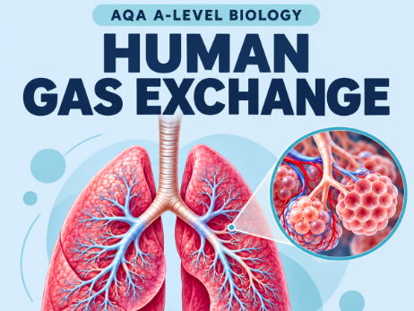 AQA A-Level Biology: Human Gas Exchange & Ventilation – PowerPoint